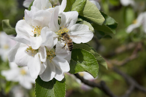 Biene auf einer Apfelblüte, Bayern, Deutschland - CRF02855