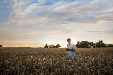 Entfernter kaukasischer Mann, der Weizen auf einem Feld untersucht - BLEF00299