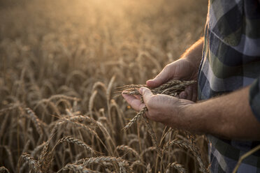 Hände eines kaukasischen Mannes, der Weizen auf einem Feld untersucht - BLEF00300