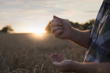 Hands of Caucasian man examining wheat in field - BLEF00301