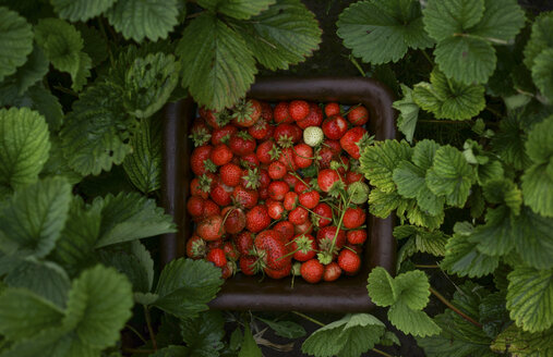 Nahaufnahme von Erdbeeren im Korb - BLEF00346