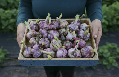 Nahaufnahme einer kaukasischen Frau, die ein Tablett mit Knoblauch hält - BLEF00351