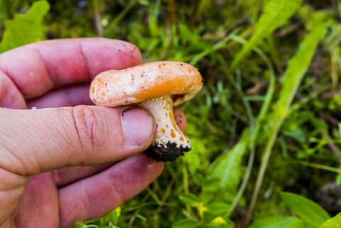 Hand mit frischem Pilz, lizenzfreies Stockfoto