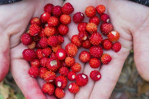 Hände halten frische rote Erdbeeren, lizenzfreies Stockfoto