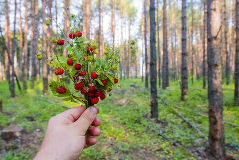 Eine Hand hält einen Strauß Erdbeeren im Wald, lizenzfreies Stockfoto