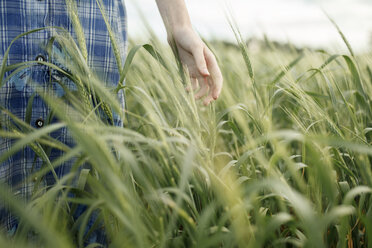 Hand of Caucasian woman in the field of wheat - BLEF00447