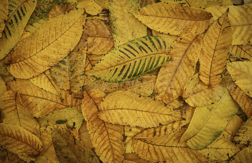 Pile of autumn leaves - BLEF00489