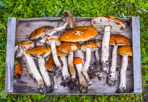 Frisch gepflückte Pilze auf einem Holztablett, lizenzfreies Stockfoto