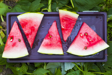 Wassermelonenscheiben auf Plastikschale - BLEF00665