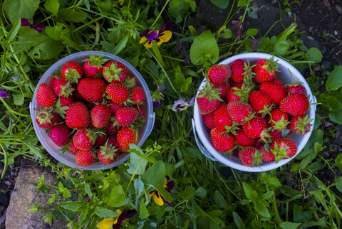 Körbe mit Erdbeeren, lizenzfreies Stockfoto