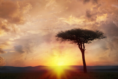 Silhouette Baum bei Sonnenuntergang, lizenzfreies Stockfoto