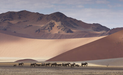 Elefantenherde beim Durchqueren der Wüste - BLEF00921
