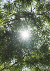 Sonnenstrahlen durch die Äste der Bäume - BLEF00924