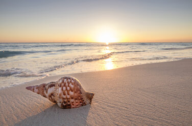 Muschel am Strand bei Sonnenuntergang - BLEF01110