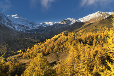 Autumn trees near snow covered mountains - BLEF01126