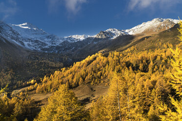 Herbstbäume in der Nähe von schneebedeckten Bergen - BLEF01126