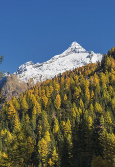 Herbstbäume in der Nähe von schneebedeckten Bergen - BLEF01128