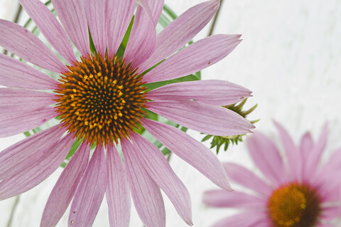 Violette Sonnenhutblüten, lizenzfreies Stockfoto