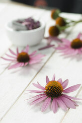 Blütenköpfe von violetten Sonnenhutblüten auf weißem Holz - ASF06376