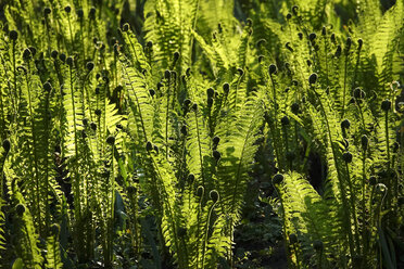 Grüne Farnblätter und Sonnenlicht - JTF01231