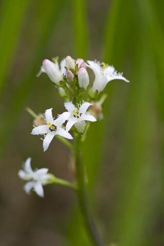 Buckbean, lizenzfreies Stockfoto