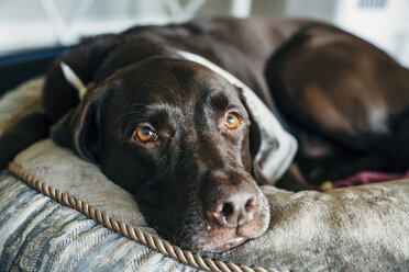 Nahaufnahme eines braunen Hundes, der auf einem Kissen liegt - BLEF01239