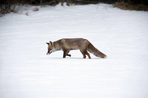 Rotfuchs im Winter - ZCF00775