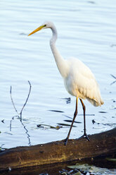 Germany, Bavaria, Chiemsee, great white egret standing on log - ZCF00776