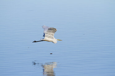 Deutschland, Bayern, Chiemsee, Silberreiher im Flug - ZCF00777