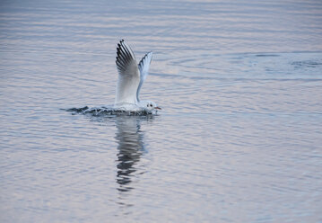 Deutschland, Bayern, Chiemsee, Lachmöwe beim Start aus dem Wasser - ZCF00779