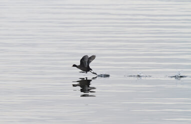 Deutschland, Bayern, Chiemsee, Blässhuhn landet im Wasser - ZCF00780