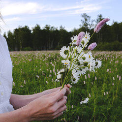 Hände einer Frau beim Pflücken von Wildblumen - BLEF01612