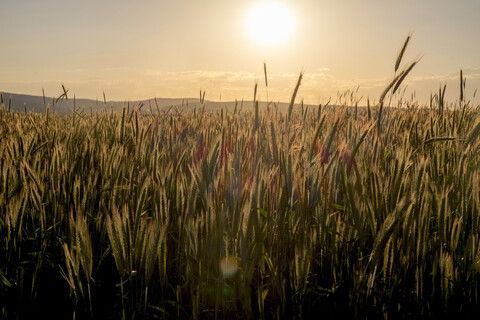 Weizenfeld bei Sonnenuntergang, lizenzfreies Stockfoto