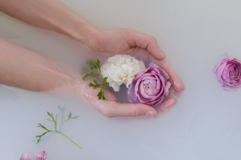 Hands of Caucasian woman cupping flowers in milk bath - BLEF01788