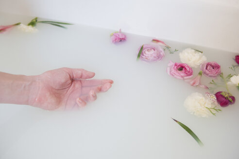 Hand of Caucasian woman in milk bath with flowers - BLEF01789