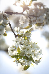 Cherry tree blossom - ASCF00998