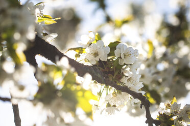 Cherry tree blossom - ASCF00999