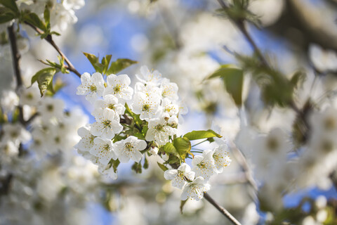 Kirschbaumblüte, lizenzfreies Stockfoto