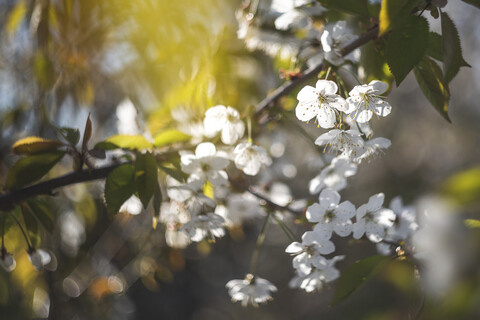 Kirschbaumblüte, lizenzfreies Stockfoto