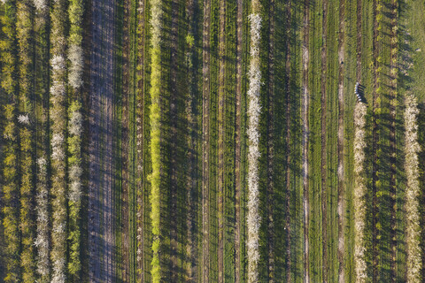 Reihen von Kirschbäumen in einem Obstgarten im Frühling, Luftaufnahme, lizenzfreies Stockfoto