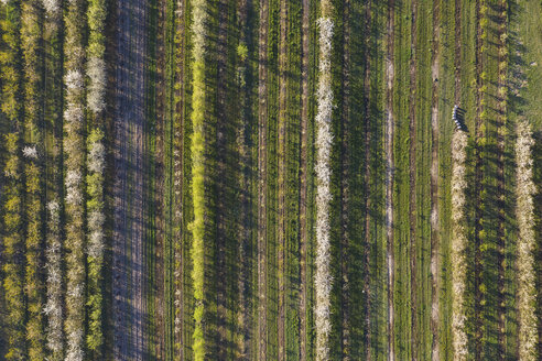 Reihen von Kirschbäumen in einem Obstgarten im Frühling, Luftaufnahme - ASCF01002