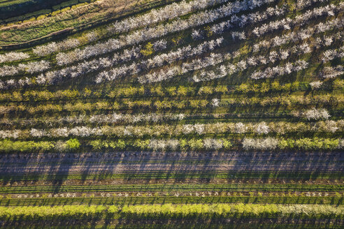 Reihen von Kirschbäumen in einem Obstgarten im Frühling, Luftaufnahme - ASCF01003