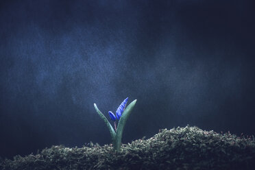 Regen auf blühende Blumen im Moos - BLEF02041