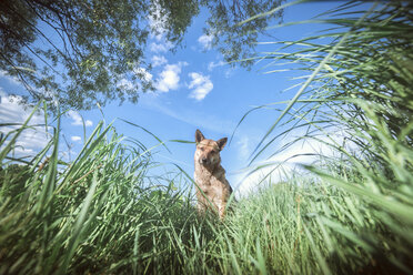 Portrait of dog looking down at grass - BLEF02043