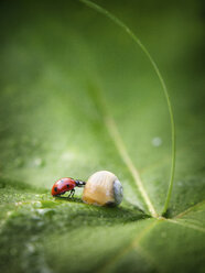 Nahaufnahme von Marienkäfer und Schnecke auf einem Blatt - BLEF02045