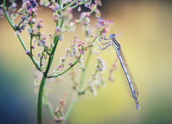 Nahaufnahme einer Libelle auf einer Wildblume - BLEF02046