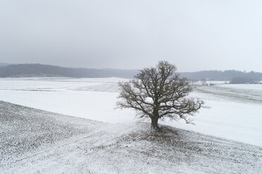 Germany, Bavaria, single old oak tree in winter landscape - RUEF02176