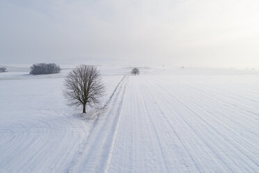 Deutschland, Bayern, einzelner Lindebaum in Winterlandschaft - RUEF02177