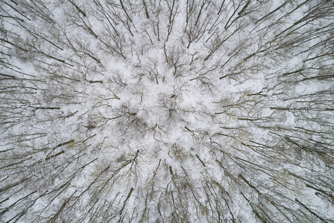 Germany, Bavaria, leafless forest trees in winter, aerial view stock photo