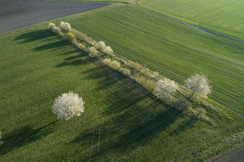 Germany, blossoming cherry trees between fields in spring seen from above - RUEF02187